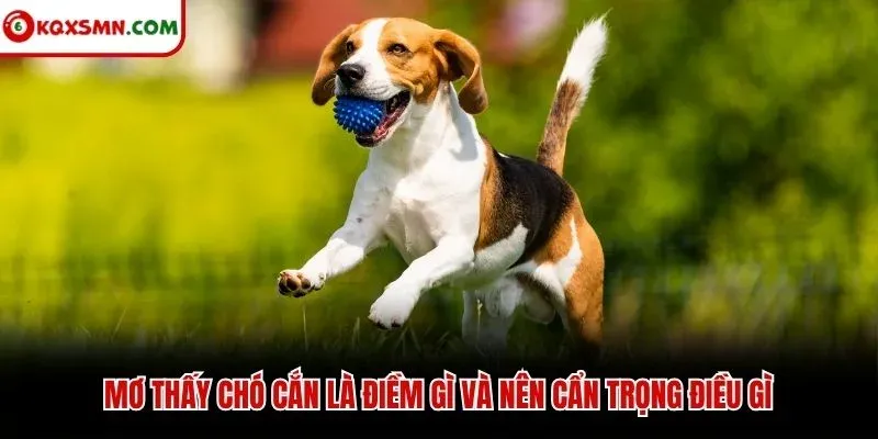 Mơ thấy chó cắn là điềm gì và nên cẩn trọng điều gì