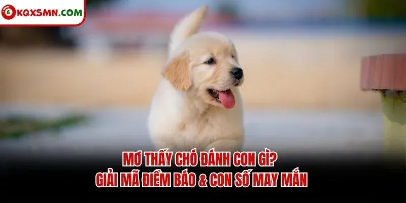 Mơ Thấy Chó Đánh Con Gì? Giải Mã Điềm Báo & Con Số May Mắn