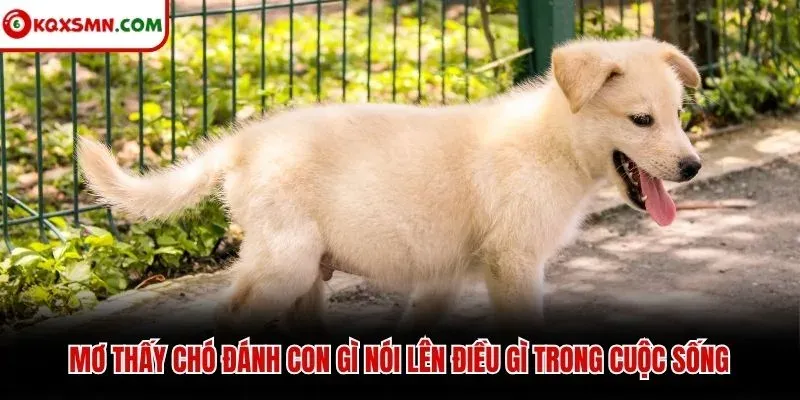 Mơ thấy chó đánh con gì nói lên điều gì trong cuộc sống