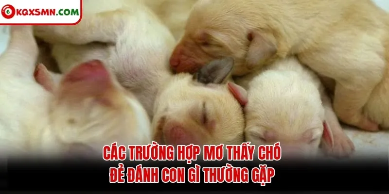 Các trường hợp mơ thấy chó đẻ đánh con gì thường gặp