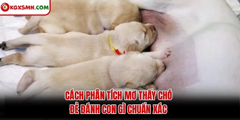 Cách phân tích mơ thấy chó đẻ đánh con gì chuẩn xác