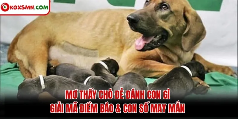 Mơ Thấy Chó Đẻ Đánh Con Gì - Giải Mã Điềm Báo & Con Số May Mắn