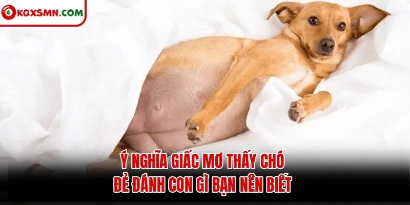 Ý nghĩa giấc mơ thấy chó đẻ đánh con gì bạn nên biết