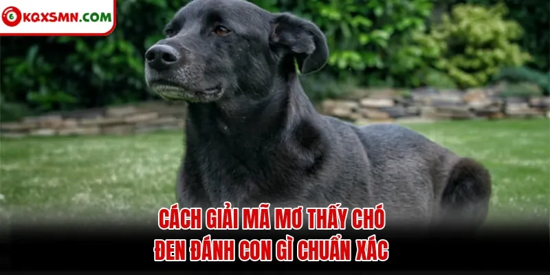 Cách giải mã mơ thấy chó đen đánh con gì chuẩn xác