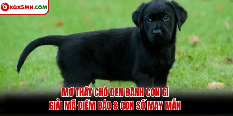 Mơ thấy Chó đen đánh con gì? Giải mã điềm báo & con số may mắn