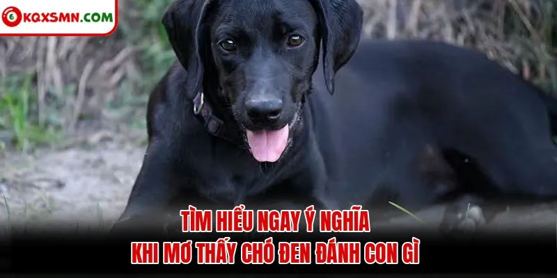 Tìm hiểu ngay ý nghĩa khi mơ thấy chó đen đánh con gì