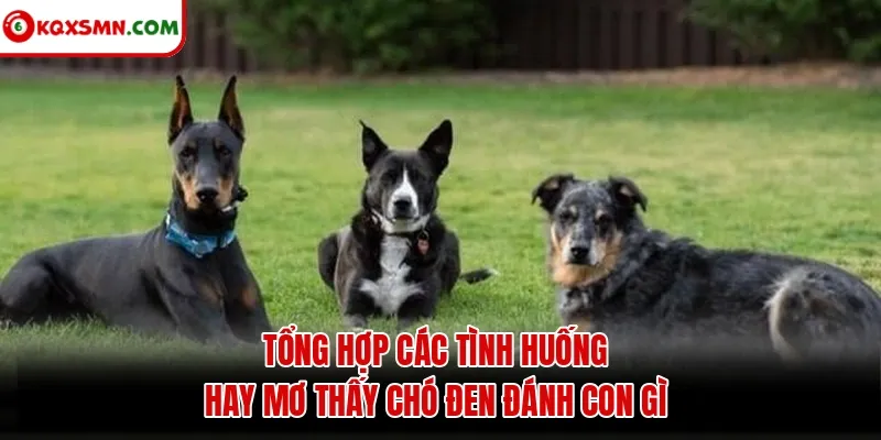 Tổng hợp các tình huống hay mơ thấy chó đen đánh con gì