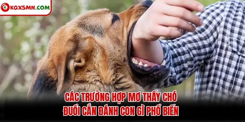 Các trường hợp mơ thấy chó đuổi cắn đánh con gì phổ biến