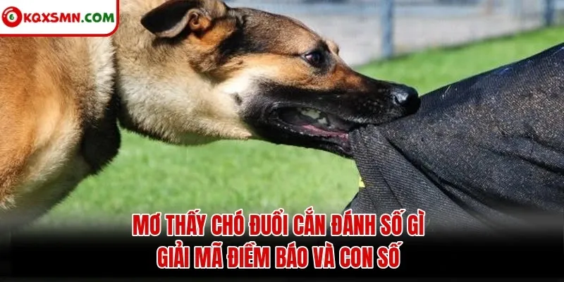 Mơ thấy Chó đuổi cắn đánh con gì? Giải mã điềm báo và con số