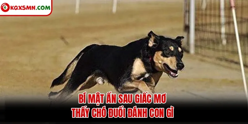 Bí mật ẩn sau giấc mơ thấy chó đuổi đánh con gì