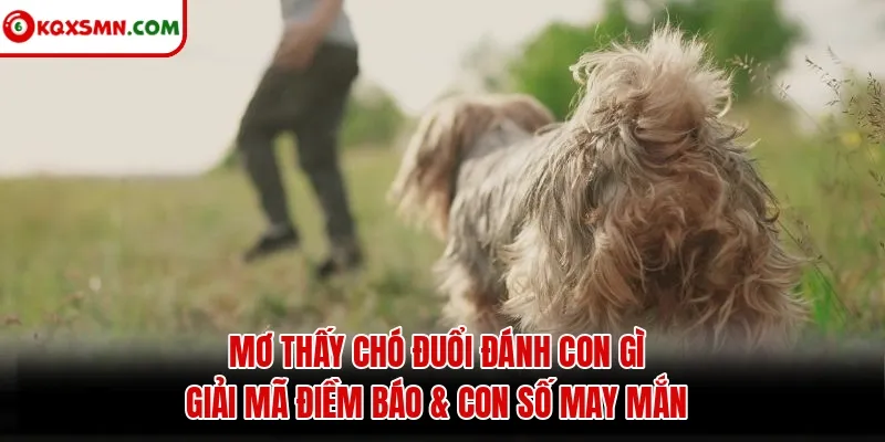 Mơ thấy Chó đuổi đánh con gì? Giải mã điềm báo & con số may mắn