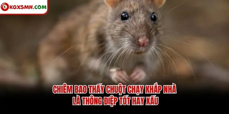Chiêm bao thấy chuột chạy khắp nhà là thông điệp tốt hay xấu
