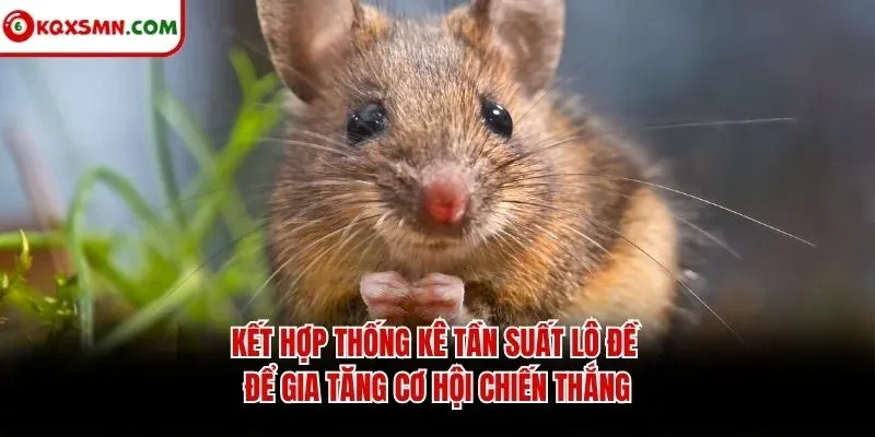 Kết hợp thống kê tần suất lô đề để gia tăng cơ hội chiến thắng