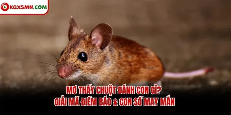Mơ thấy Chuột đánh con gì? Giải mã điềm báo & con số may mắn