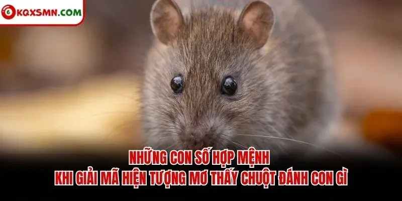 Những con số hợp mệnh khi giải mã hiện tượng mơ thấy chuột đánh con gì