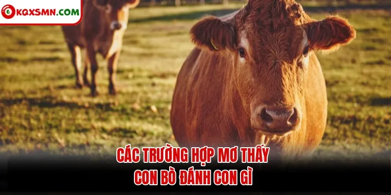 Các trường hợp mơ thấy con bò đánh con gì