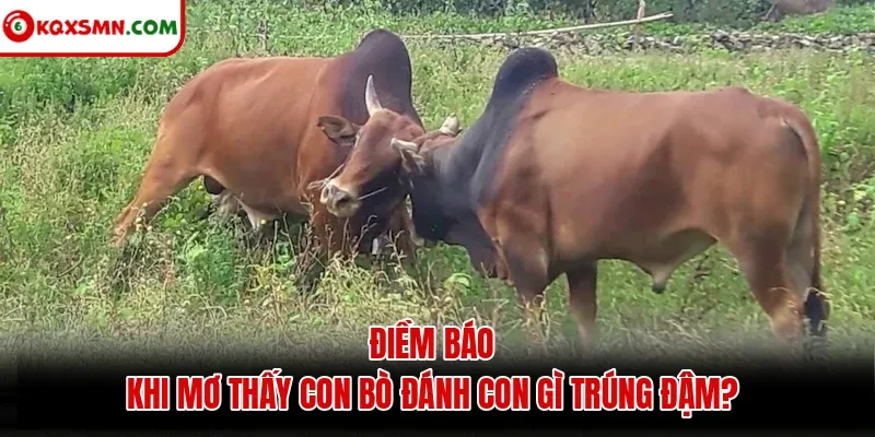 Điềm báo khi mơ thấy con bò đánh con gì trúng đậm