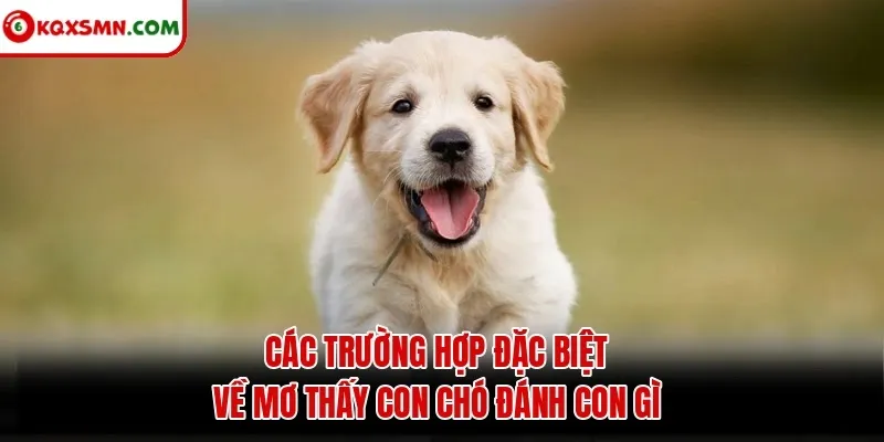 Các trường hợp đặc biệt về mơ thấy con chó đánh con gì