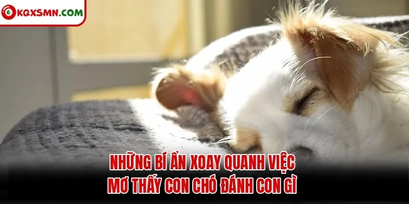 Những bí ẩn xoay quanh việc mơ thấy con chó đánh con gì