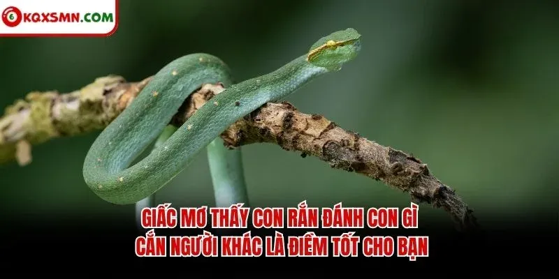 Giấc mơ thấy con rắn đánh con gì cắn người khác là điềm tốt cho bạn