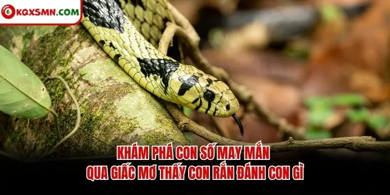 Khám phá con số may mắn qua giấc mơ thấy con rắn đánh con gì