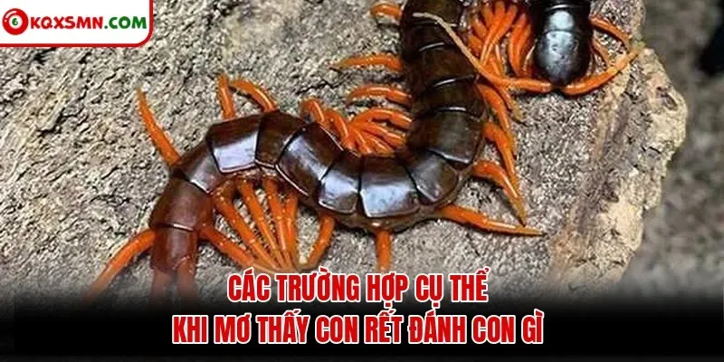 Các trường hợp cụ thể khi mơ thấy con rết đánh con gì