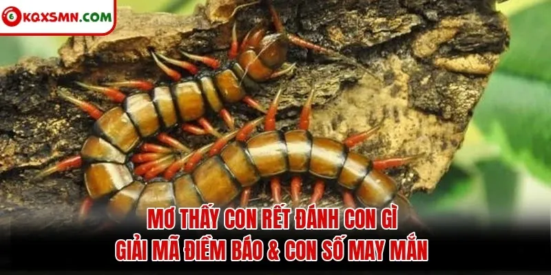 Mơ thấy Con rết đánh con gì? Giải mã điềm báo & con số may mắn