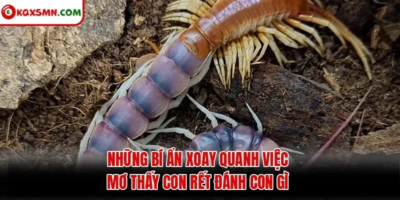 Những bí ẩn xoay quanh việc mơ thấy con rết đánh con gì