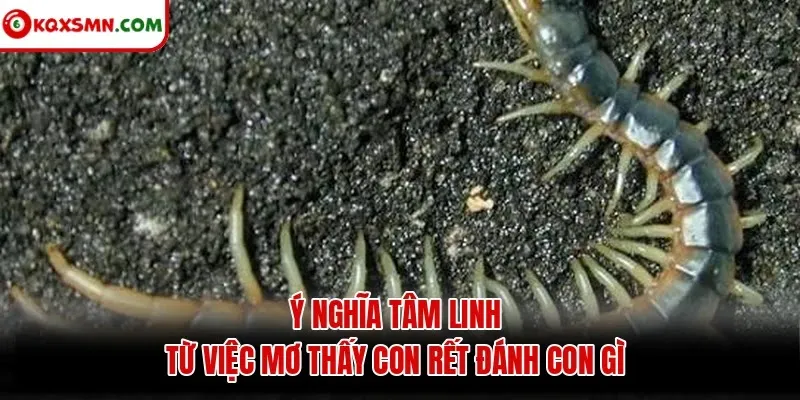 Ý nghĩa tâm linh từ việc mơ thấy con rết đánh con gì