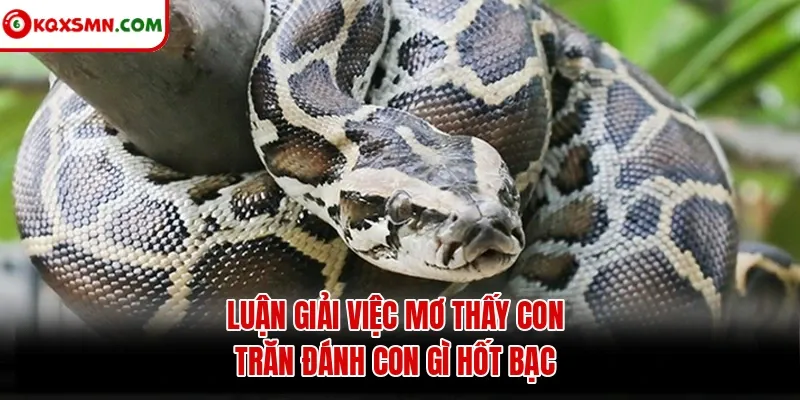 Luận giải việc mơ thấy con trăn đánh con gì hốt bạc