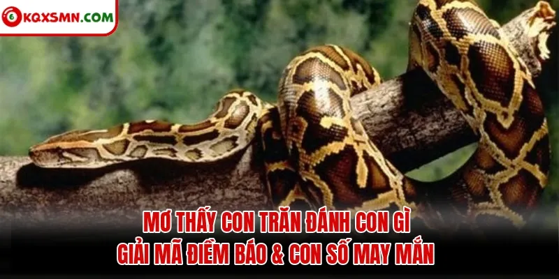 Mơ thấy Con trăn đánh con gì? Giải mã điềm báo & con số may mắn