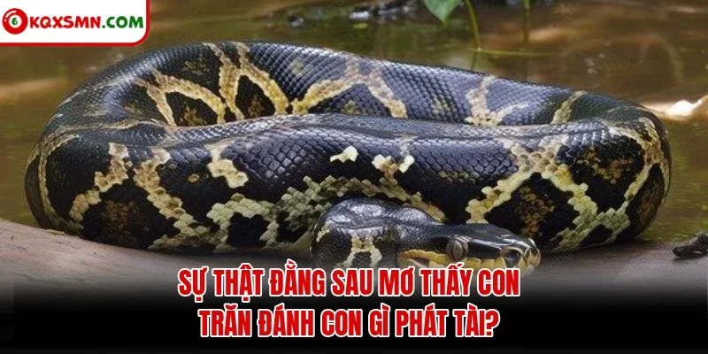 Sự thật đằng sau mơ thấy con trăn đánh con gì phát tài