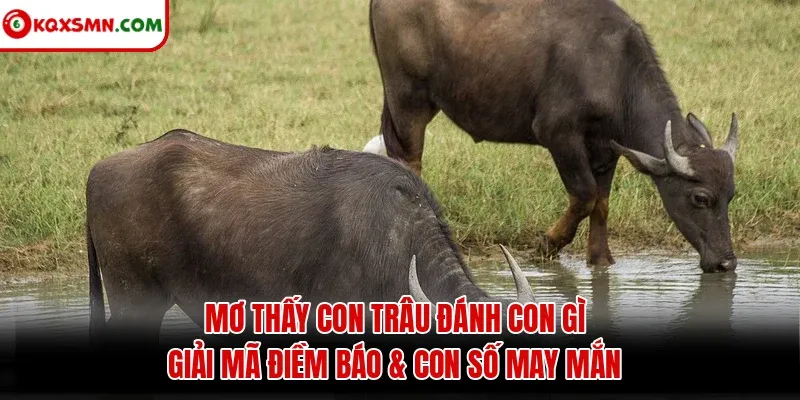 Mơ thấy Con trâu đánh con gì? Giải mã điềm báo & con số may mắn