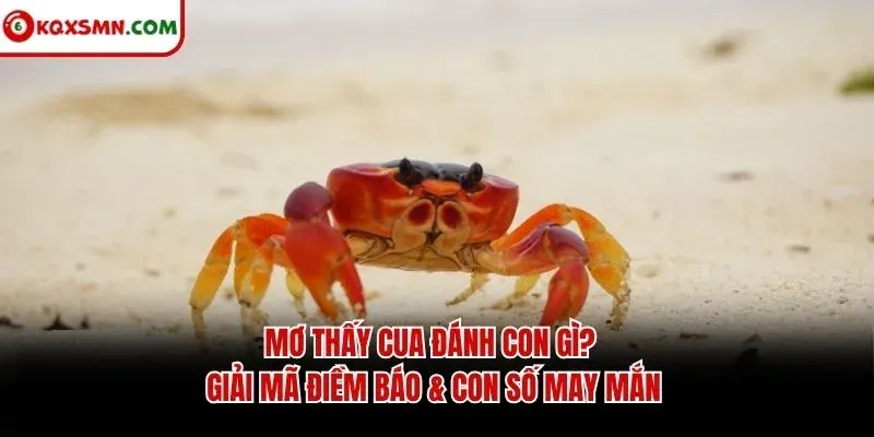 Mơ thấy Cua đánh con gì? Giải mã điềm báo & con số may mắn