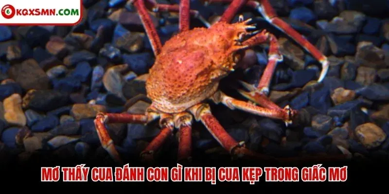 Mơ thấy cua đánh con gì khi bị cua kẹp trong giấc mơ