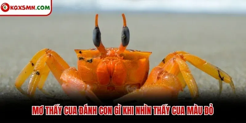 Mơ thấy cua đánh con gì khi nhìn thấy cua màu đỏ
