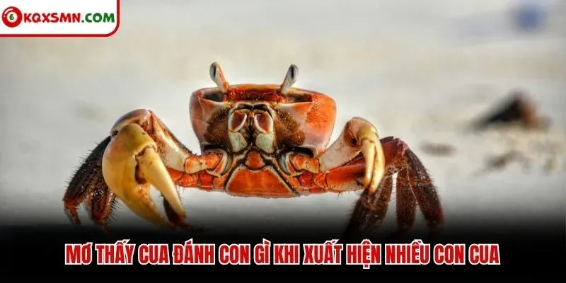Mơ thấy cua đánh con gì khi xuất hiện nhiều con cua