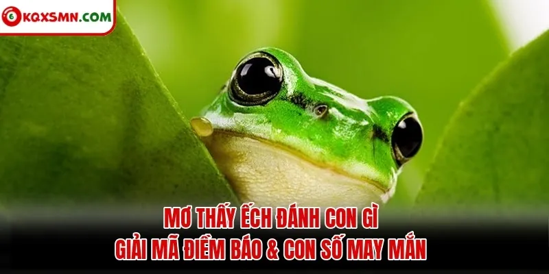 Mơ thấy Ếch đánh con gì? Giải mã điềm báo & con số may mắn