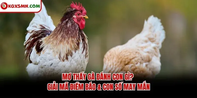 Mơ thấy Gà đánh con gì? Giải mã điềm báo & con số may mắn