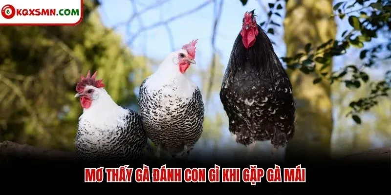 Mơ thấy gà đánh con gì khi gặp gà mái