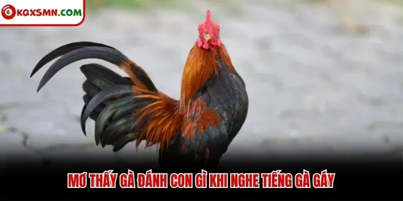 Mơ thấy gà đánh con gì khi nghe tiếng gà gáy