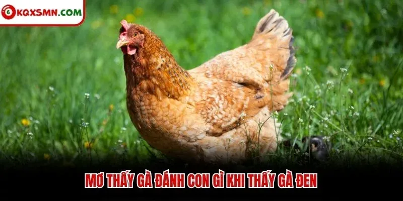 Mơ thấy gà đánh con gì khi thấy gà đen