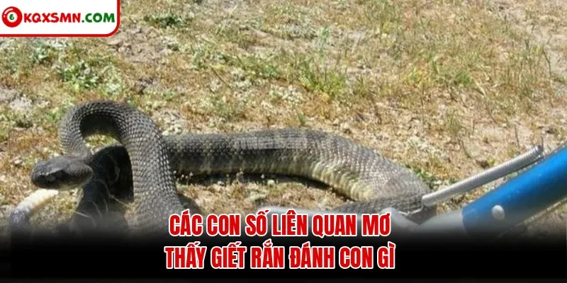 Các con số liên quan mơ thấy giết rắn đánh con gì