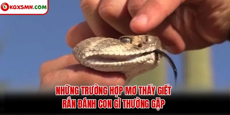 Những trường hợp mơ thấy giết rắn đánh con gì thường gặp