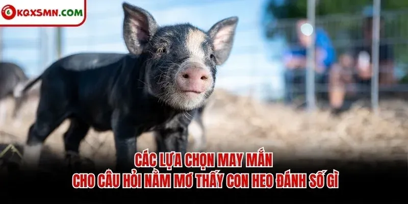 Các lựa chọn may mắn cho câu hỏi nằm mơ thấy con heo đánh số gì
