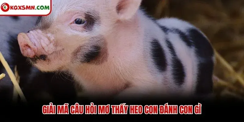 Giải mã câu hỏi mơ thấy heo con đánh con gì