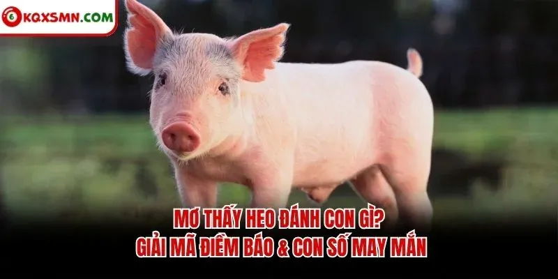 Mơ thấy Heo đánh con gì? Giải mã điềm báo & con số may mắn