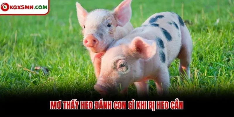 Mơ thấy heo đánh con gì khi bị heo cắn