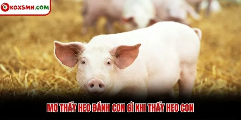 Mơ thấy heo đánh con gì khi thấy heo con