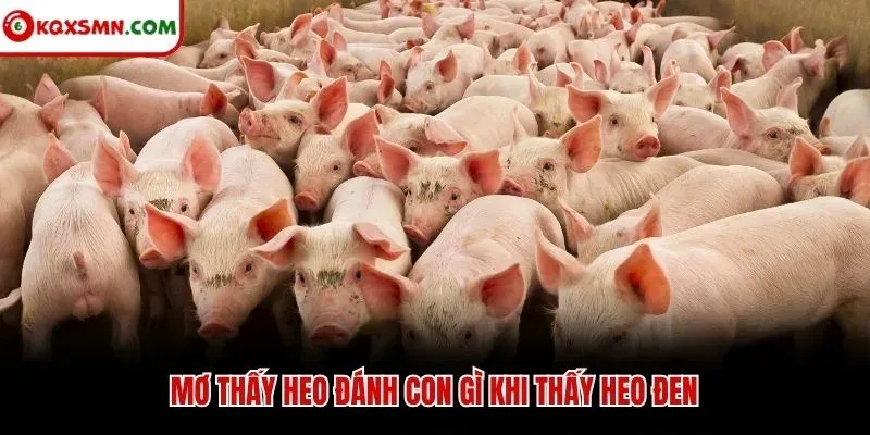 Mơ thấy heo đánh con gì khi thấy heo đen